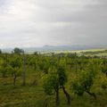 BALLADE DANS LES VIGNES 