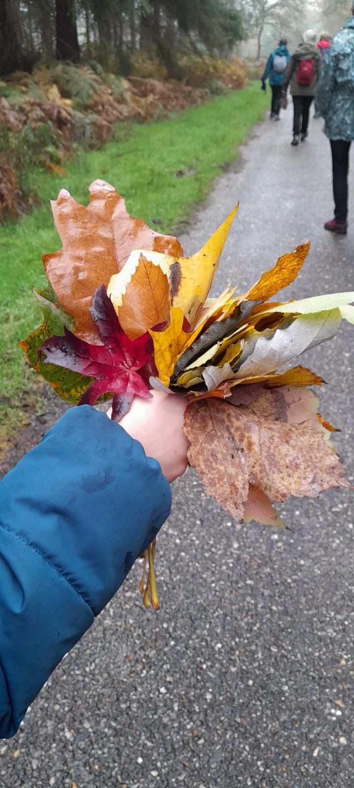 11. 2024. Rando Canteleu samedi 26 octobre