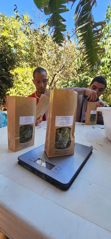 Opération conditionnement des sachets des plantes aromatiques ce mardi matin O.T.