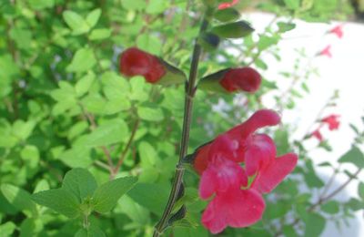 Mon jardin et le rose