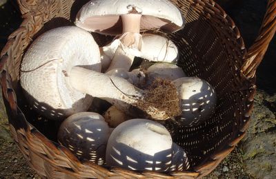 Sortie mycologique à la Pointe de Guilben