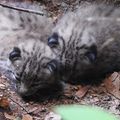 Vosges : naissance de deux lynx boréal