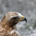 Portraits de Rapaces