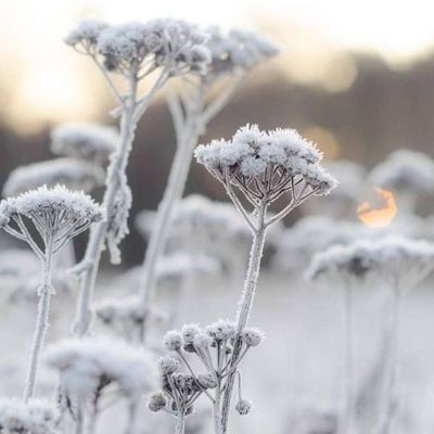 ❅   CARPE DIEM SOUS LE GIVRE   ❅