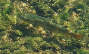 Pollution aux munitions, Gouffre de Jardel / reportage "explosif" de la TSR (Télévision Suisse Romande)