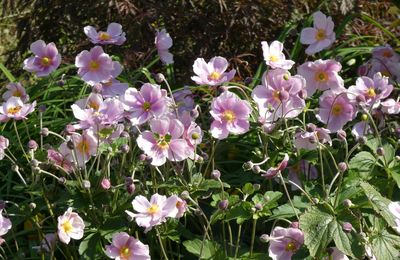 LE BOUQUET DU VENDREDI...