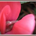 Cyclamen ...