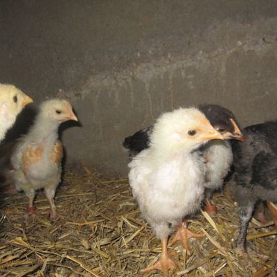 poussins de l'école de Gissey sur Ouche 