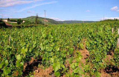 Le vignoble