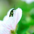 OEDEMERIDES