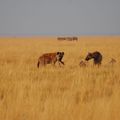 Visite particulière du Parc National d'Etosha