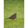 Dans la famille " petits oiseaux du jardin " je demande ...