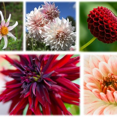Dahlia, déjà ?