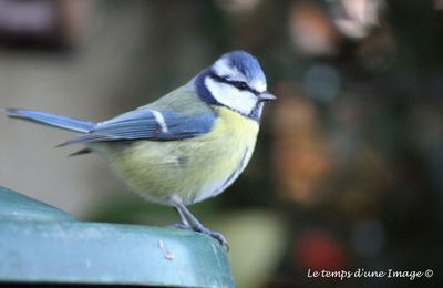 Mésange bleue