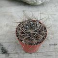 Gymnocalycium sp.