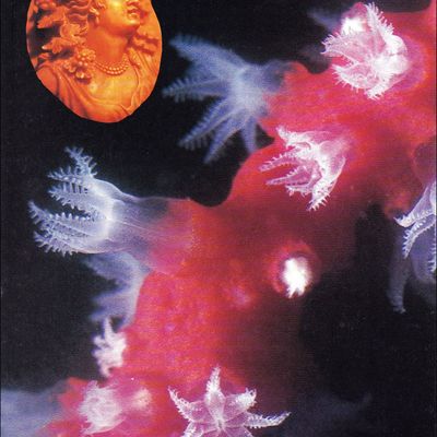 LE DESTIN FASCINANT D'UNE BRANCHE DE CORAIL