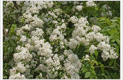 Visiteurs des blanches fleurs