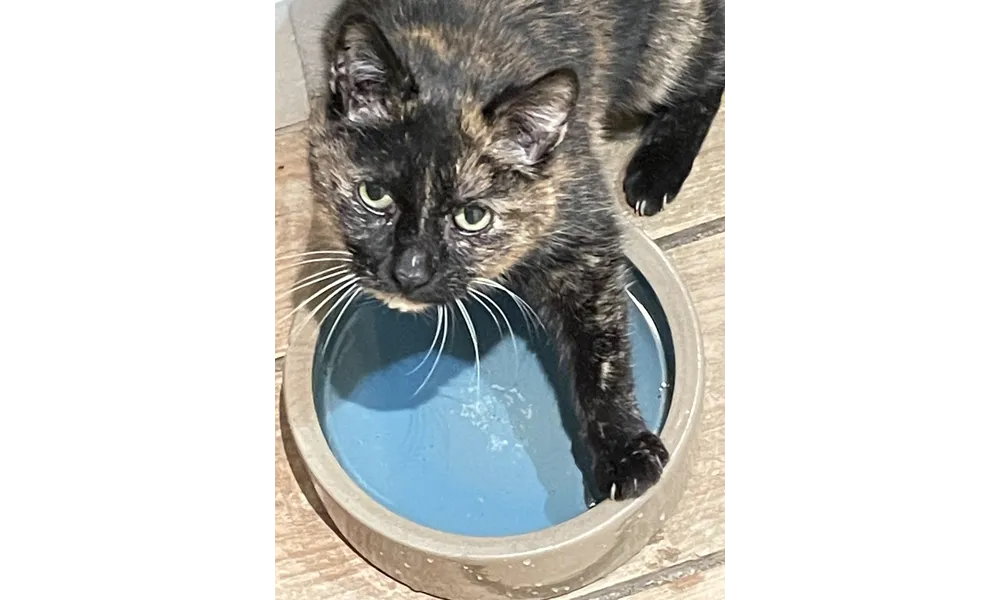 [GRIF' Abrite] Détartrage et extraction dentaire pour Kamala, 14 ans.