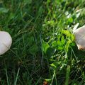 Champignons en visite !