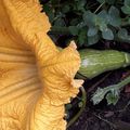 COURGE MUSQUEE "SUCRINE DU BERRY"