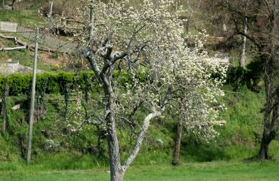 Dans la prairie...