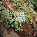 bois, mousses et lichens