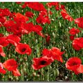 Coquelicot