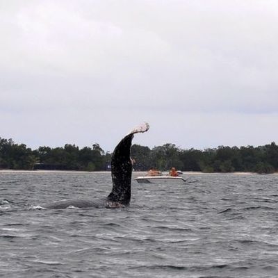 Entre baleine, pêche et cuisine