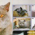 LE BRITISH SHORTHAIR 