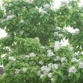 Un catalpa en Fleurs - Celui d'un voisin qui