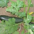 Bateaux de courgettes