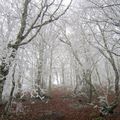 Givre sur l'Aubrac