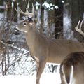 Cerf de Virginie, Canada