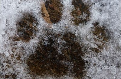 Détails entre tapis blanc et ciel gris ... il a neigé sur Lugos !