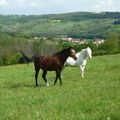 LES CHEVAUX...