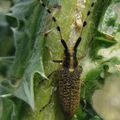 Agapanthia dahli (Cerambycidae)
