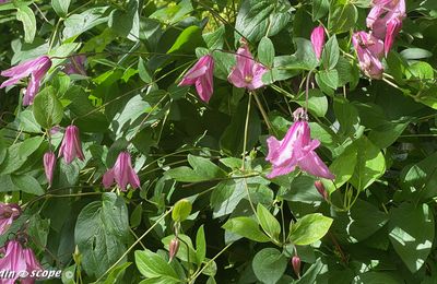 Une clématite non grimpante à fleurs campanulées
