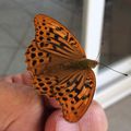 Papillon gourmand