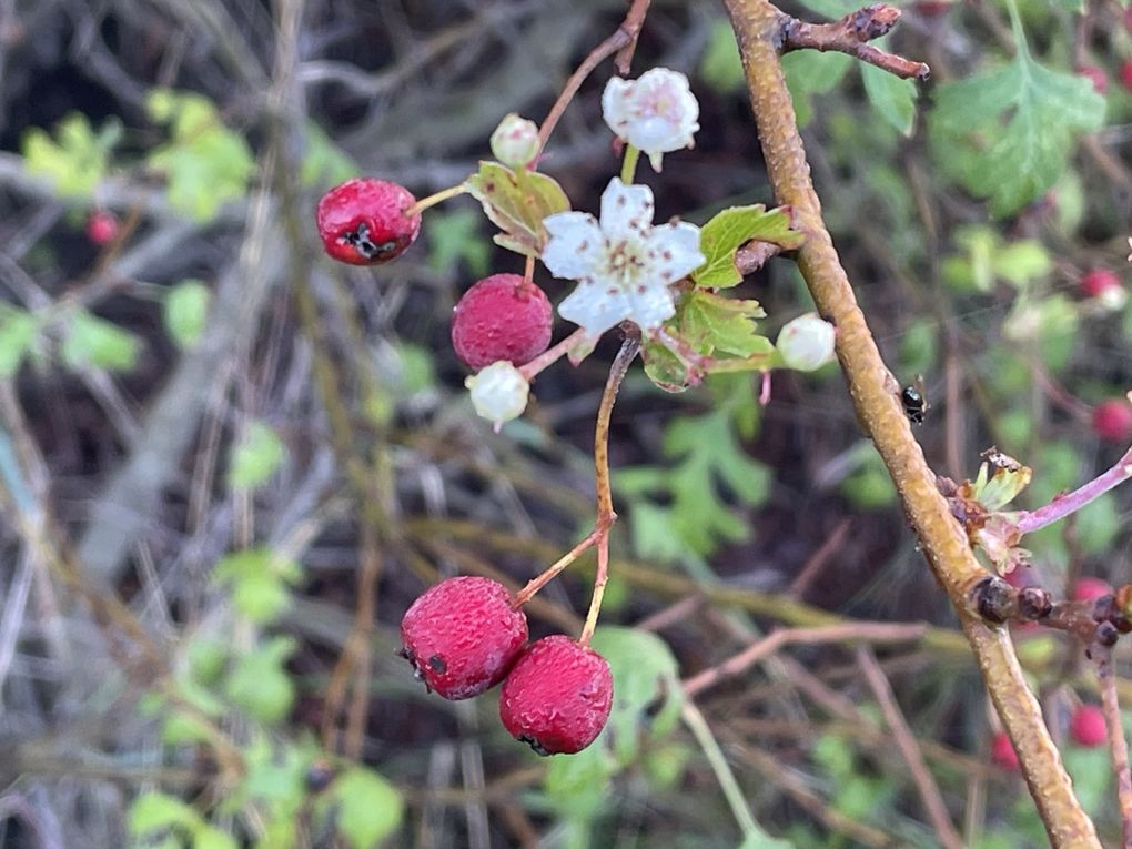 Vendredi 03 octobre 2025 sur un des balcons de ma ville  , en date du 29 sept 2025 et le vent était très froid , ça réveille de bon matin ... Je vous laisse contempler mon diaporama 
