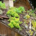 Et si vous végétalisiez le toit ou les murs de votre maison ?