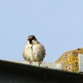 Moineau domestique