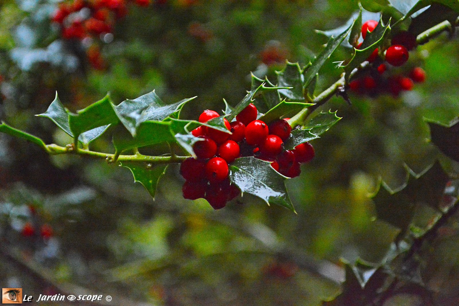 Arboretum des Prés des Culands - conservatoire des Ilex
