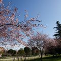 arbres en fleur