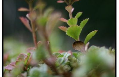 Pour répondre à ta fleur, Virginie! :-)