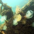 Limaces de mer du bassin de Thau