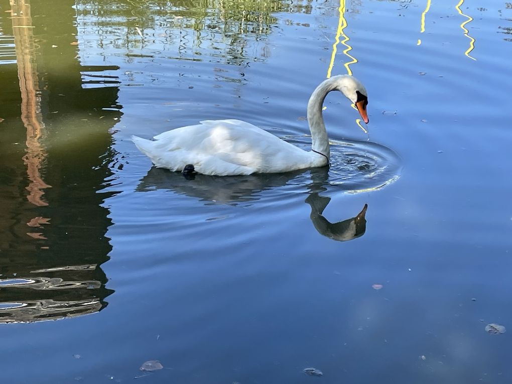 Mardi 23 sept 2025 Mon  diaporama :Flânerie au parc à Cébazat  c'était le 19 sept 2025 grand  soleil 