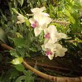 Orchidées blanches et roses