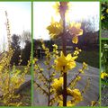 *** C'est le PRINTEMPS *** Le forsythia du jardin