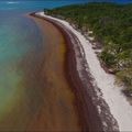 Sargasses aux Antilles : un projet du CNRS pour valoriser ces algues