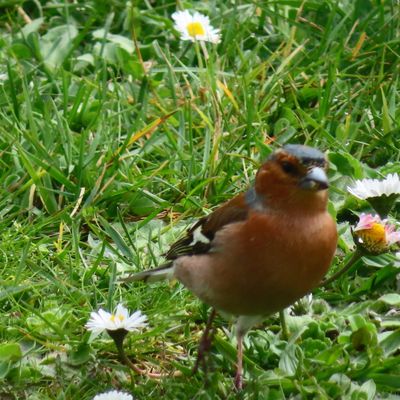 C'est le printemps,
